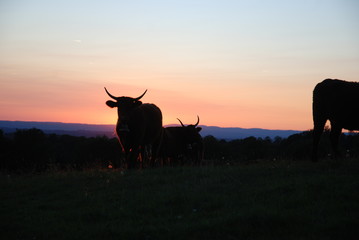 taureau au coucher de soleil