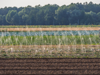 Watering the field