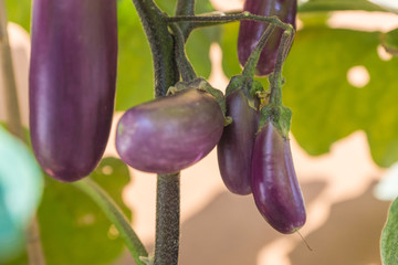 Shiny organic purple eggplants of dwarf heirloom variety Slim Jim from Italy, edible fruits of Aubergine plant growing in a pot on balcony as a part of urban gardening project on a sunny summer