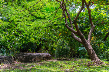 Tree and plants in a park