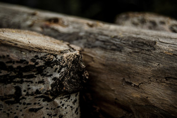 Fototapeta na wymiar closeup of tree trunk