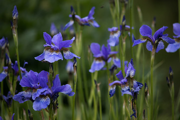blue flowers in the garden