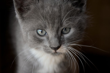 Kleines K&auml;tzchen