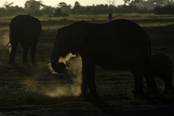 Fototapeta na wymiar African Elephant!