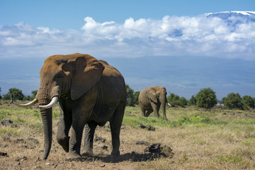 African Elephant!