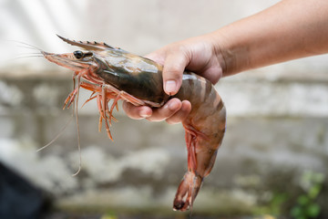 Hand are holding shrimp big size, Big shrimp in hand, Seafood.