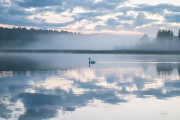 Raamstickers sunset over lake and a swan swimming © Matias