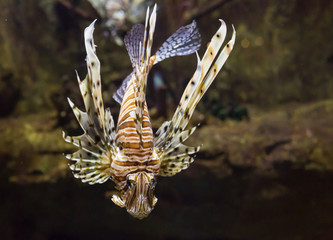 Naklejka na ściany i meble Red lionfish - Pterois volitans. Wild life animal.