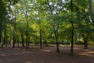 Fototapeta premium Sous-bois
