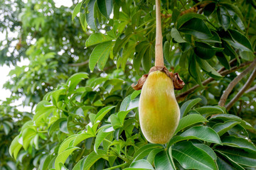 African baobab fruit or Monkey bread