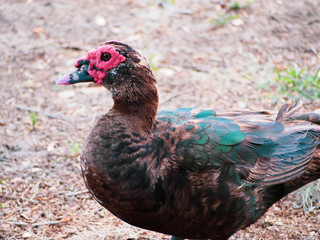 Brown Duck Portrait Head Shot