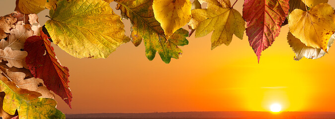 background of autumn colored leaves, panoramic banner