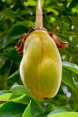 African baobab fruit or Monkey bread