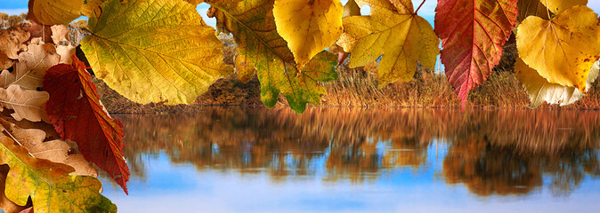 background of autumn colored leaves, panoramic banner