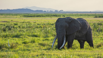 African Elephant!