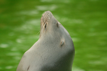 Fototapeta premium Poser