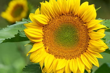 Sonnenblume