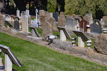 Cemetary Sunny Day