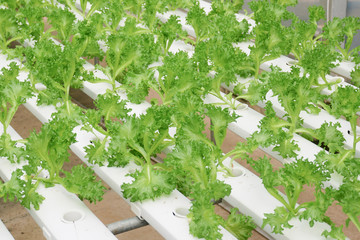 Organic hydroponic vegetable farm growing in greenhouse