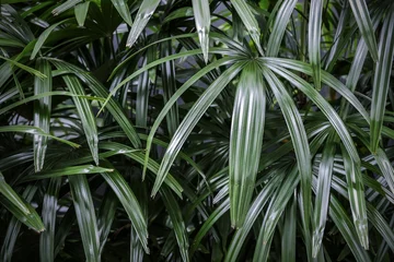 Fotobehang Palmboom Rhapis excelsa or Lady palm tree in the garden tropical leaves background