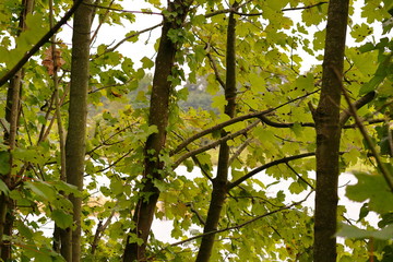 Young trees and green leaves