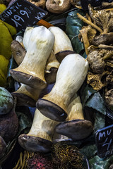 King Oyster Mushroom on Display