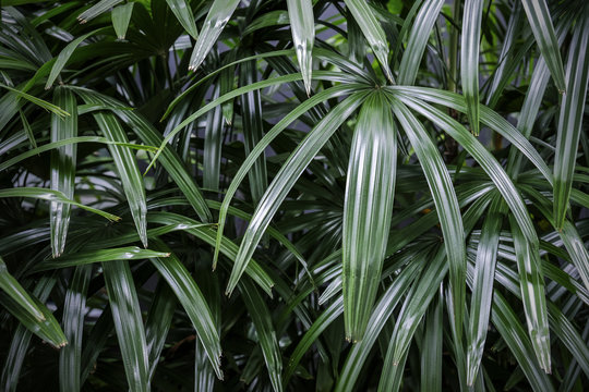 Rhapis excelsa or Lady palm tree in the garden tropical leaves background