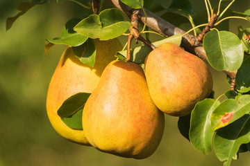 Ripe pears on a tree; summer time, natural light.