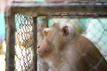 Unhappy unhealthy monkey in the steel cage
