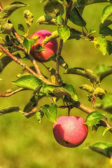 Ripe red apples on an apple tree; harvesting, autumn.