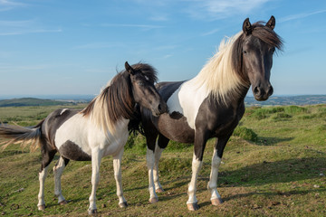 Obraz na płótnie Canvas Mare and Foal Brown and White (skewbald) Dartmoor Ponies