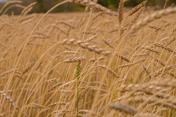 Wheat field. Crop harvesting