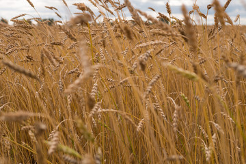 Wheat field. Crop harvesting