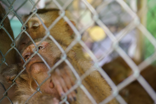 Unhappy unhealthy monkey in the steel cage
