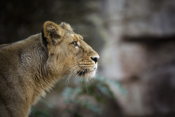 Fototapeta na wymiar portrait of lioness staring on the right