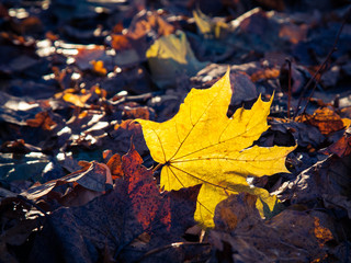 Yellow maple leaf on the ground in autumn is illuminated by sunlight