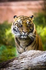 sitting tiger looking  on the left in a vertical image