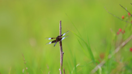 Dragonfly on a small plant stem