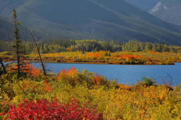 Fall foliage in Vermilion lakes area at Banff national park Canada