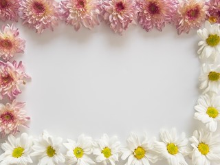 Top view of pink and white flowers, those are called Chrysanthemum, placed around of frame on white background