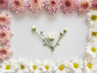 Top view of pink and white flowers, those are called Chrysanthemum, placed around of frame and a few of chrysanth branchs in center of frame on white background