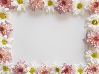 Top view of pink and white flowers, those are called Chrysanthemum, placed around of frame on white background