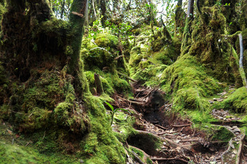 Mossy forest on the mountain Brinchang