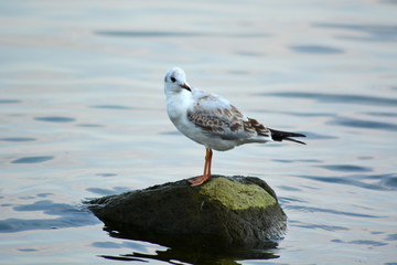 brown Seagull standing on a separate stone on the seashore