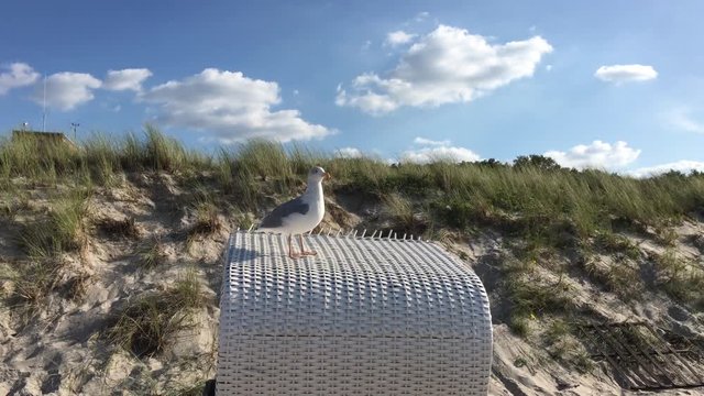 Urlaub am Strand, M&ouml;we auf Strandkorb