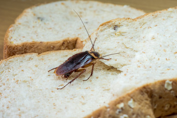 Close up of cockroach on a Whole wheat bread