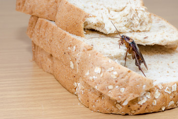 Close up of cockroach on a Whole wheat bread