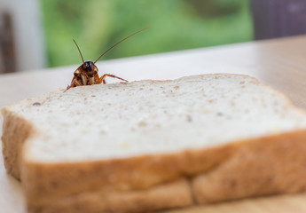 Close up of cockroach on a Whole wheat bread