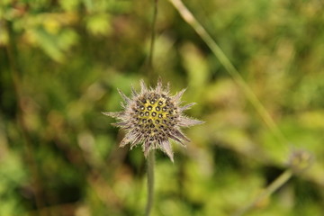 Detail of a flowering plant