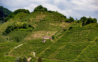 Valdobbiadene region of Prosecco sparkling wine, vineyards planted with steep slopes of hills. Italy